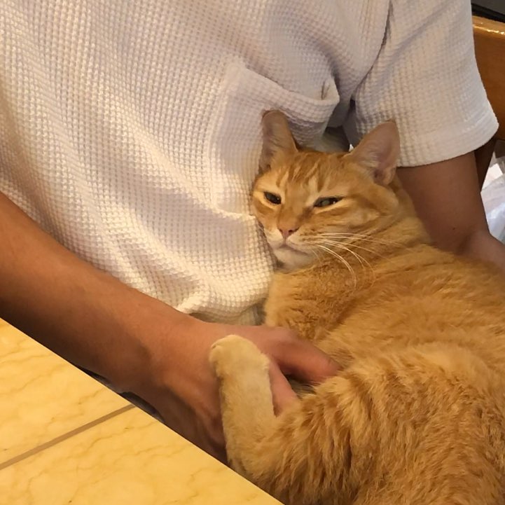 猫咪一开始粘人熟悉了不黏人了,猫咪开始不粘人怎么办