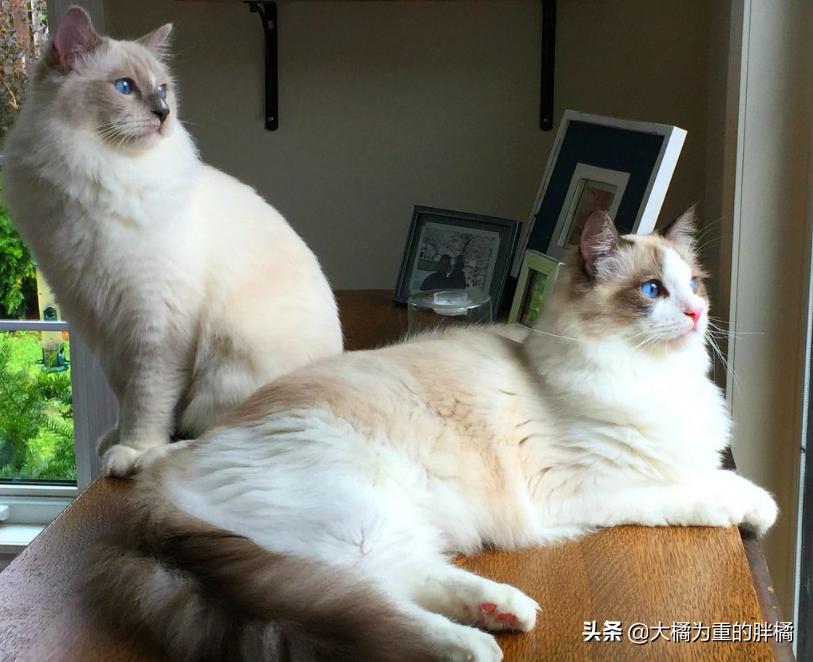 布偶猫是猫咪性格最好的吗,布偶猫的习性和特点及如何养猫