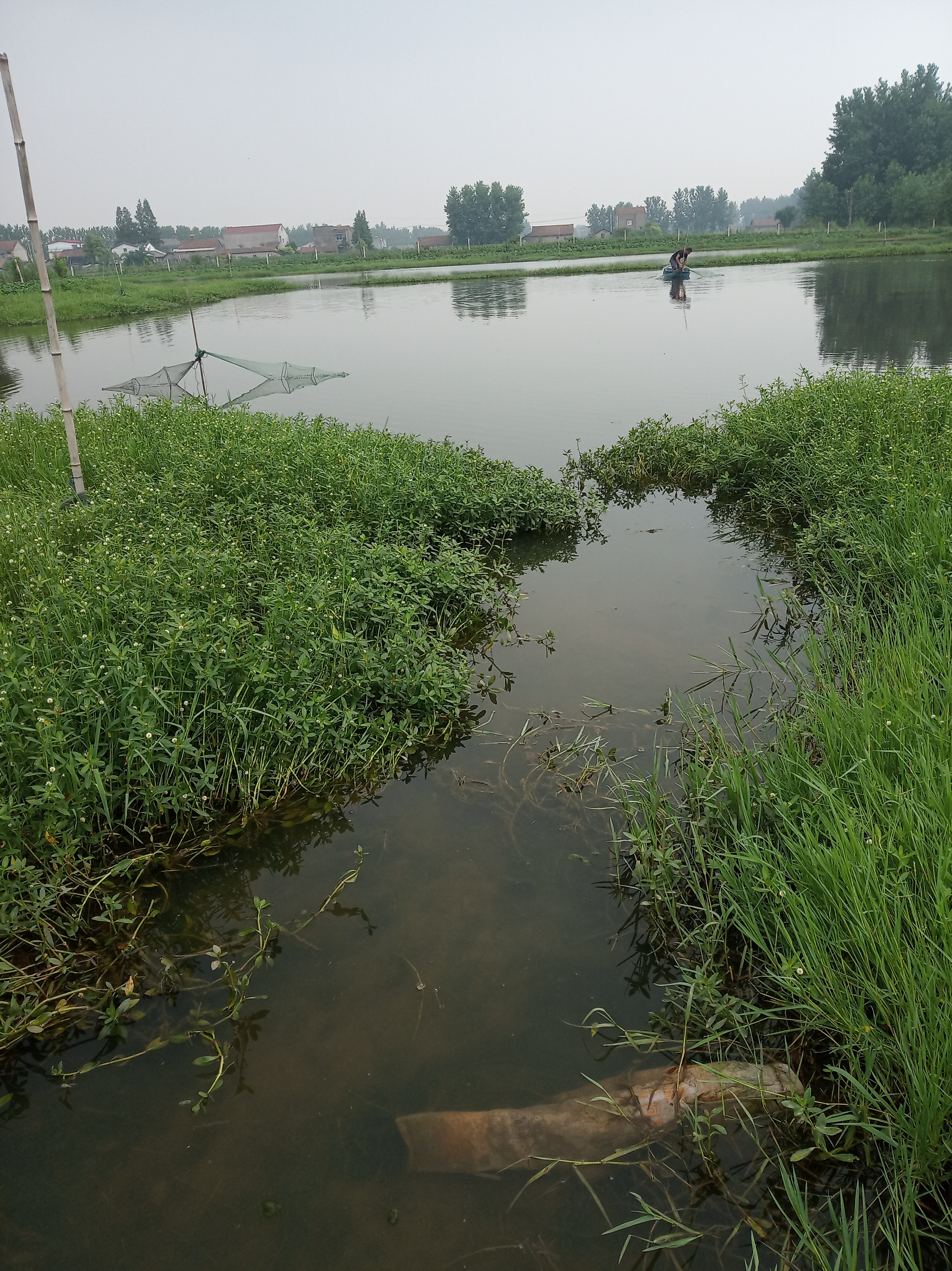 小龙虾养殖光合菌起什么作用,养殖小龙虾吃多了有害身体吗