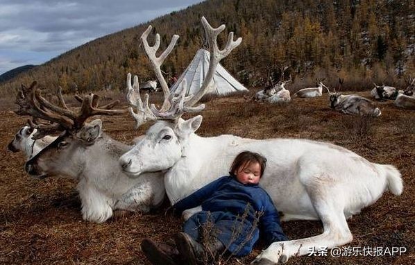 驯鹿之乡冷极根河,驯鹿之乡在根河吗