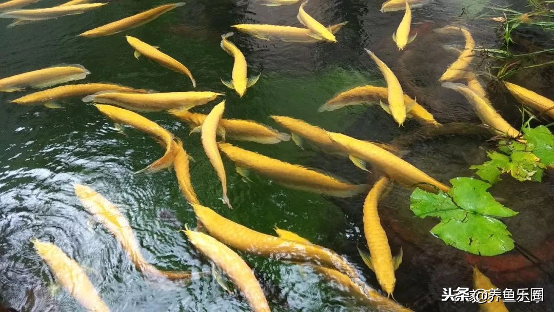 这位土豪家的渔场，光滤材就花了500多万，你确定不要见识一下？