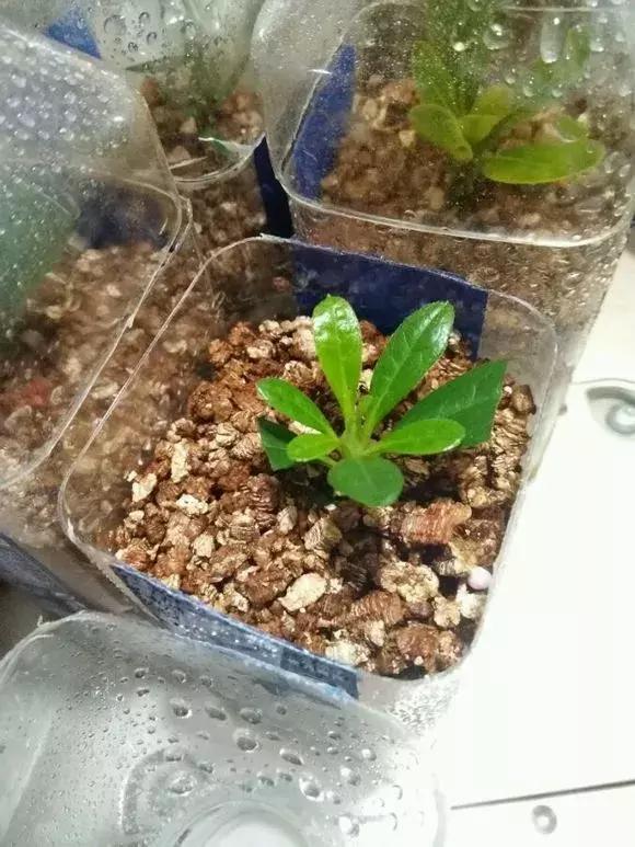 大水瓶扦插生根神器,室内用塑料瓶扦插生根最快方法