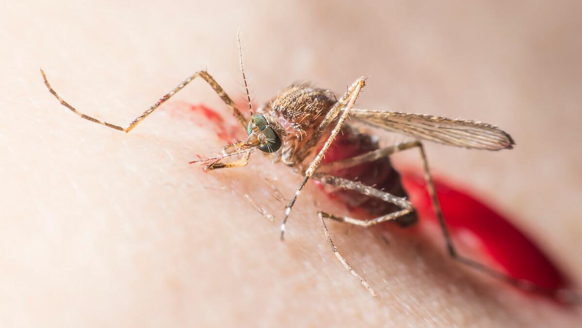 夏天怎么防蚊子咬人,夏天被蚊子咬有办法消灭蚊子