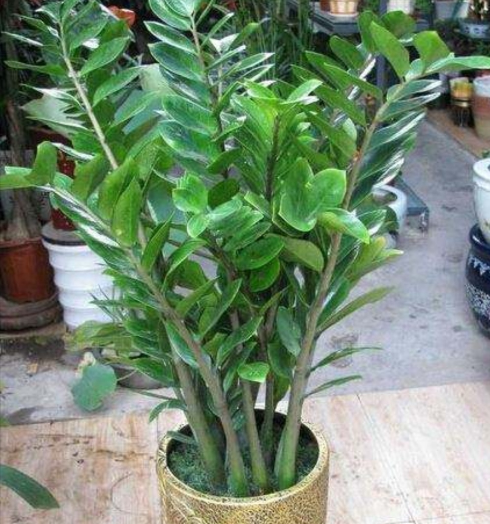 金钱树黄叶落叶是什么原因,金钱树有黄叶子是什么原因