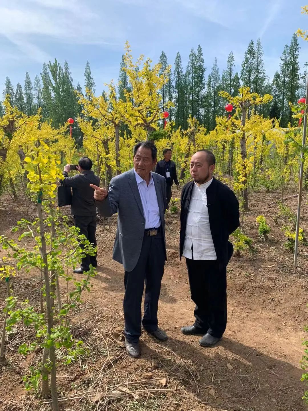 这种银杏不仅秋季金叶，春季叶色也是金黄