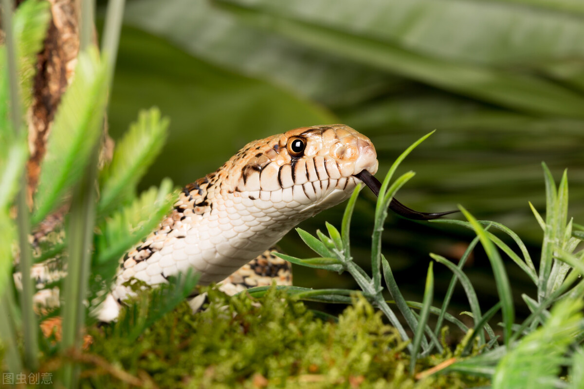 福建女子被蛇咬后续,福建女子被狗咬伤视频