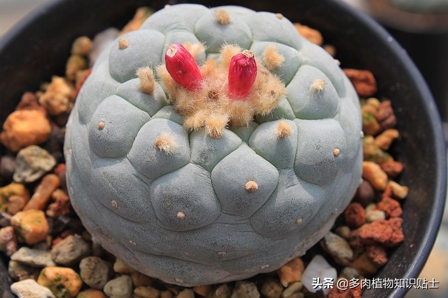 仙人掌死掉了是什么症状,仙人掌死亡前兆