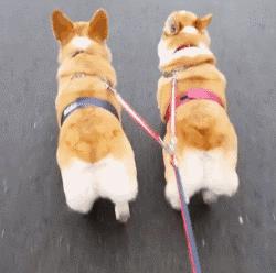 断尾柯基跟没断尾柯基见面,短尾柯基和有尾柯基哪个好看