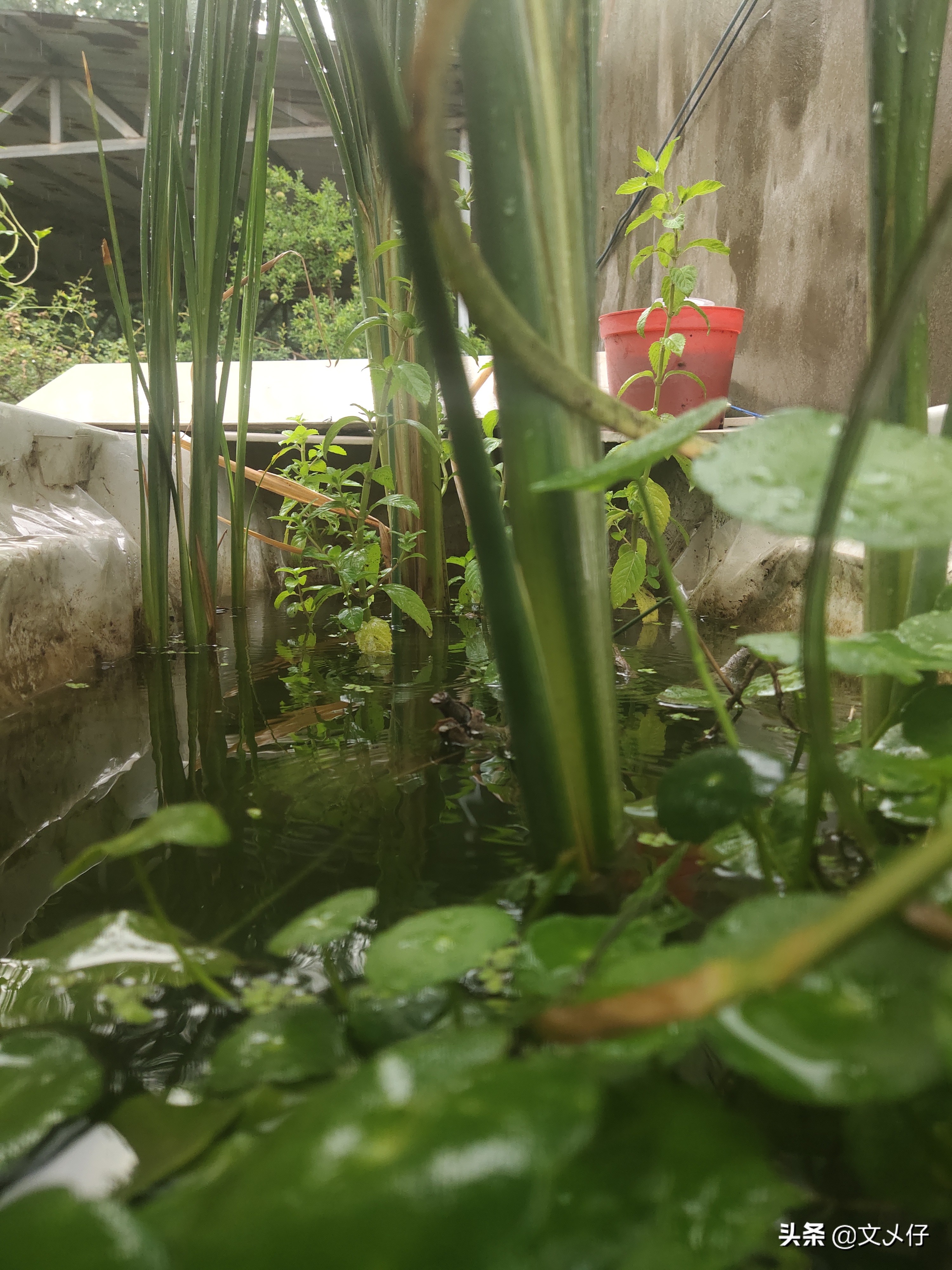 养殖经验谈,沼泽过滤和泥水养龟比较