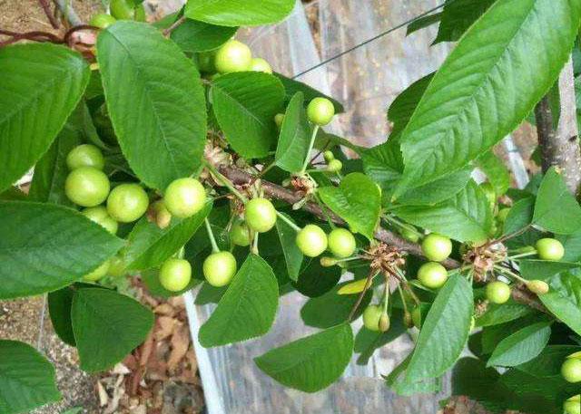 樱桃6月高发害虫,危害樱桃幼芽出现网状叶的害虫