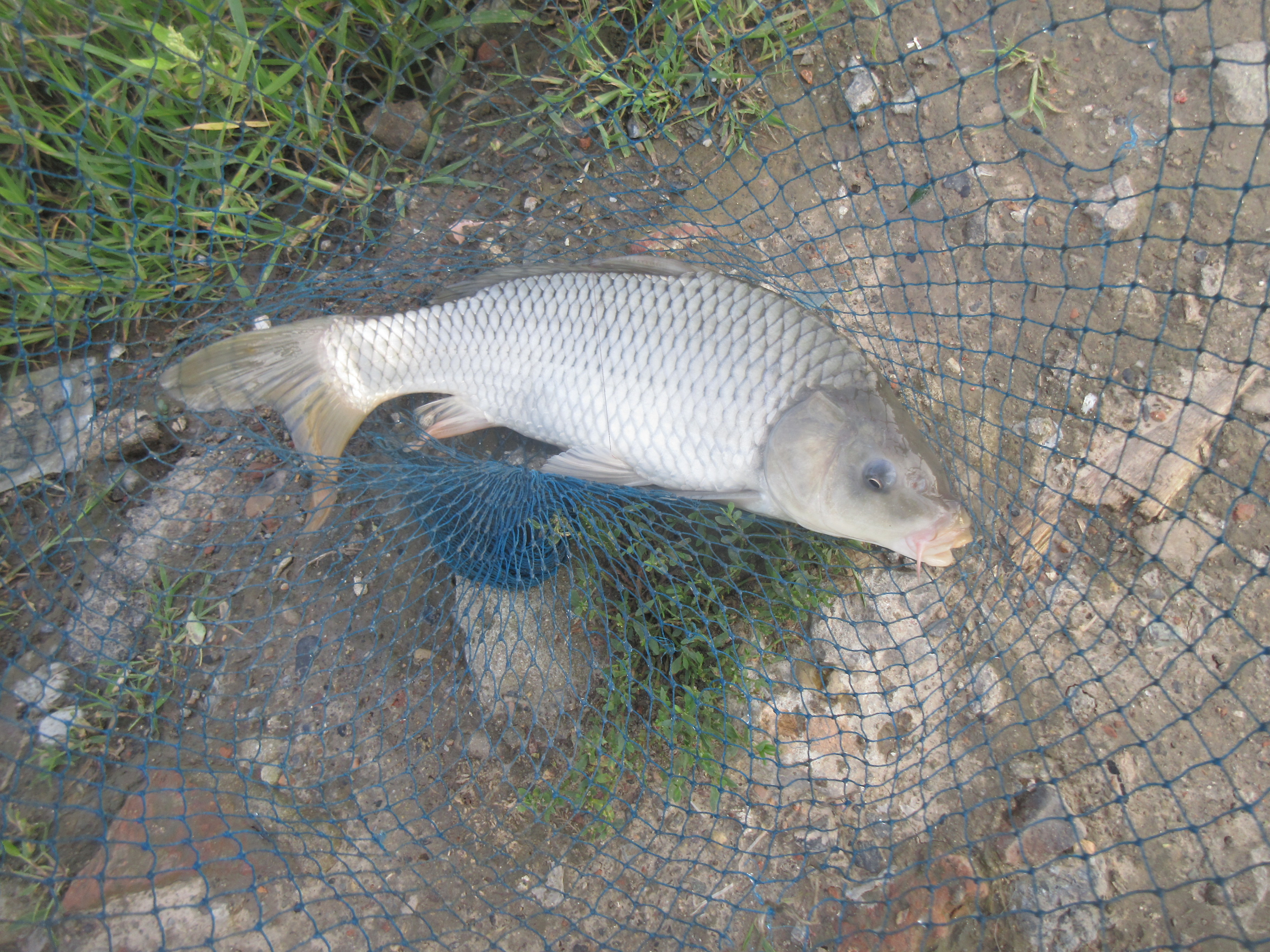 出鱼的好钓位可遇不可求，当然遛鱼上岸的手法也很主要