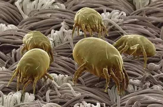 螨虫辟谣大全,你知道螨虫的危害吗涨知识