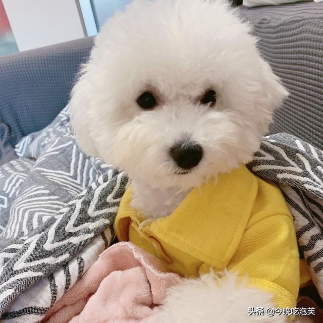 狗狗严重缺钙怎么补充最快,狗狗缺钙怎么补钙效果最好