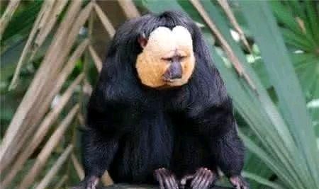 世界上最有趣的十种动物,世界上有趣的动物有哪一些