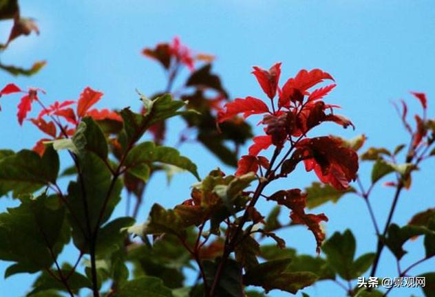 冬季常绿的植物图片,观干植物有哪些