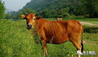 张选民作品,张选民最新演讲