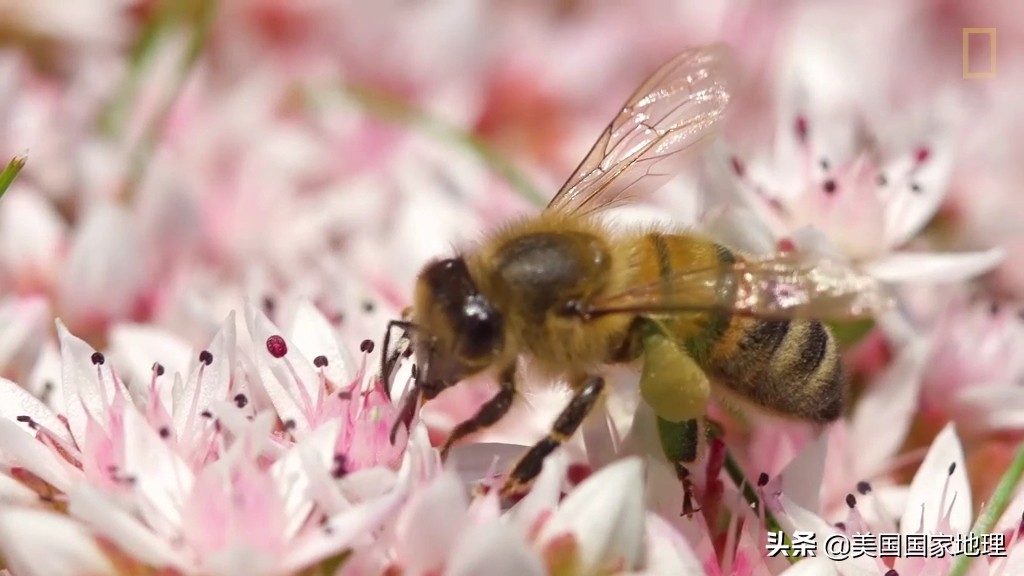 蜜蜂不为人知的小秘密,蜜蜂你不知道的秘密