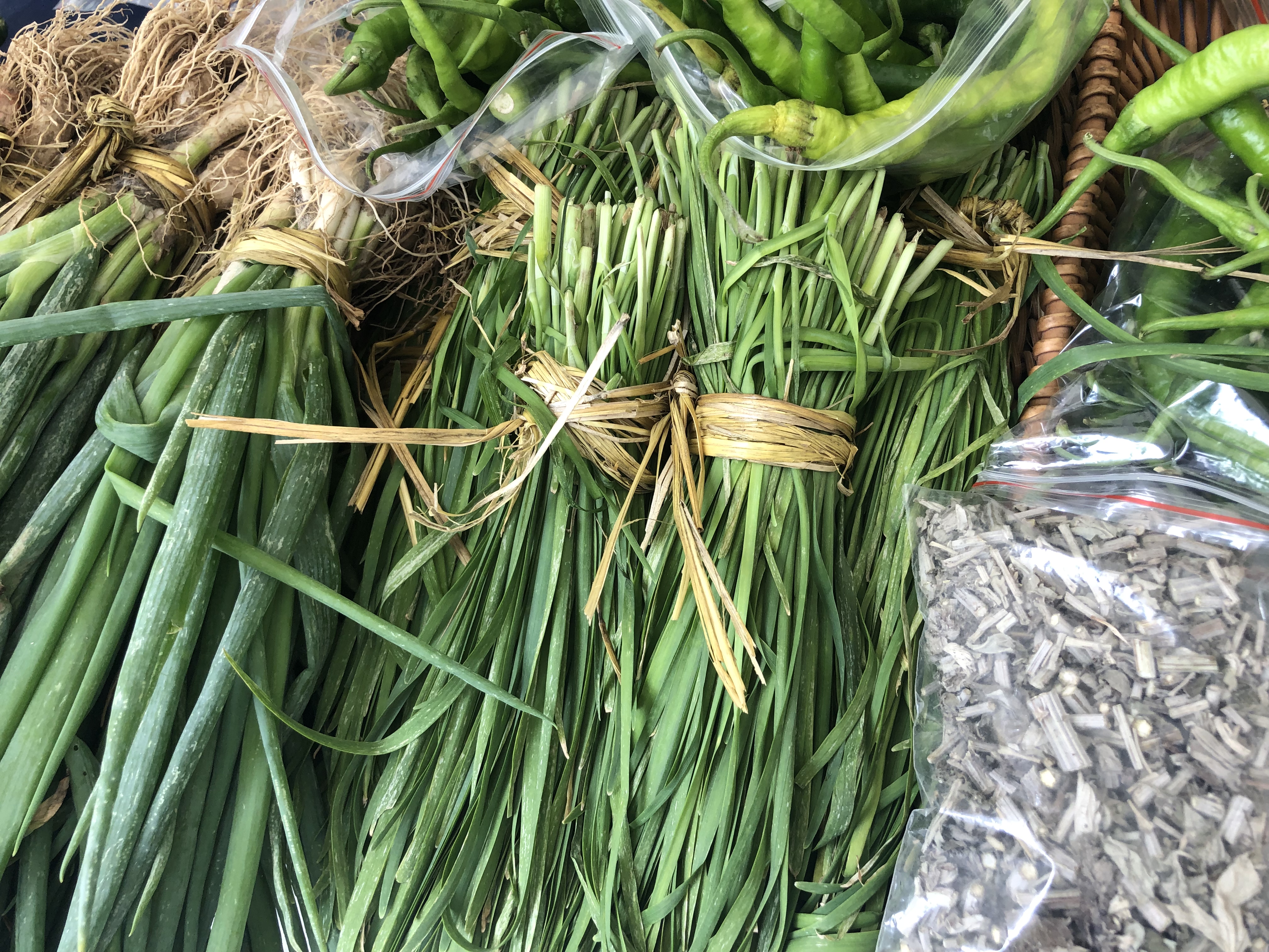 种韭菜一定要相信科学,韭菜可以反复种植吗