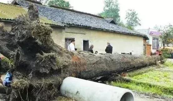 金丝楠木价值8亿,价值8亿的金丝楠木真相