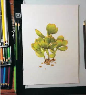 彩铅画入门教程多肉,彩铅画教程入门多肉