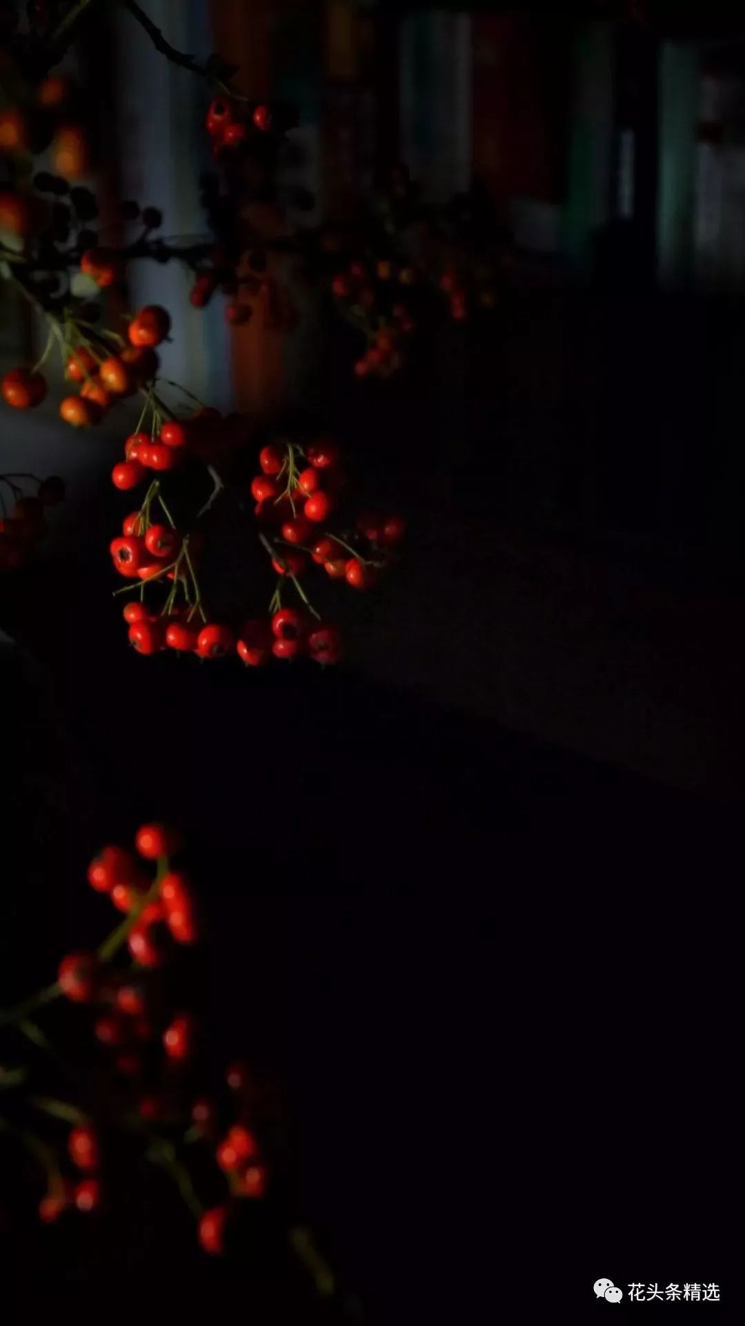 最优质的北美冬青,北美冬青性价比高的