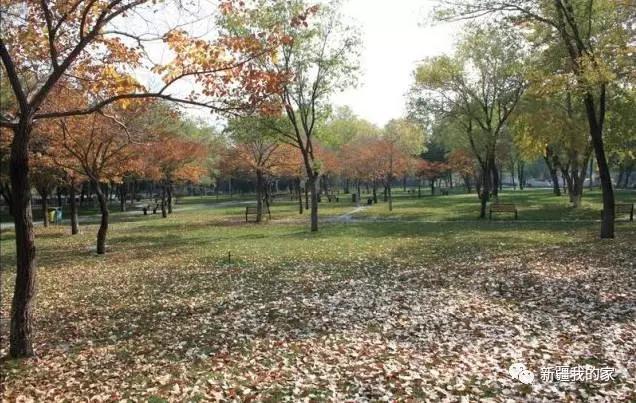 南公园，一代乌鲁木齐人的青春与回忆！