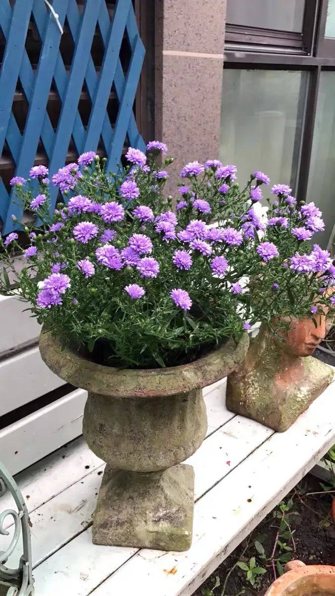 4种花适合秋天养漂亮又好养,庭院养花就养3种花开花多