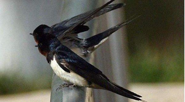 屋檐下有燕子窝居住燕子好吗,农村谚语燕子不入贫寒门