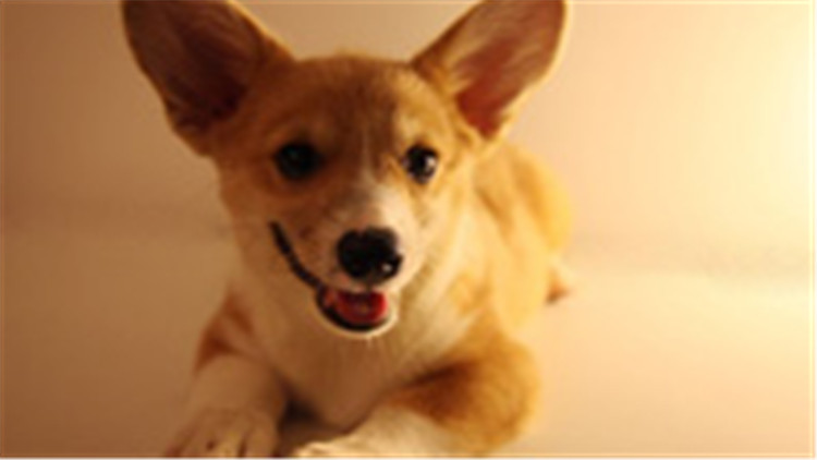 柯基犬智商排在第几名最新,柯基犬智商排第几