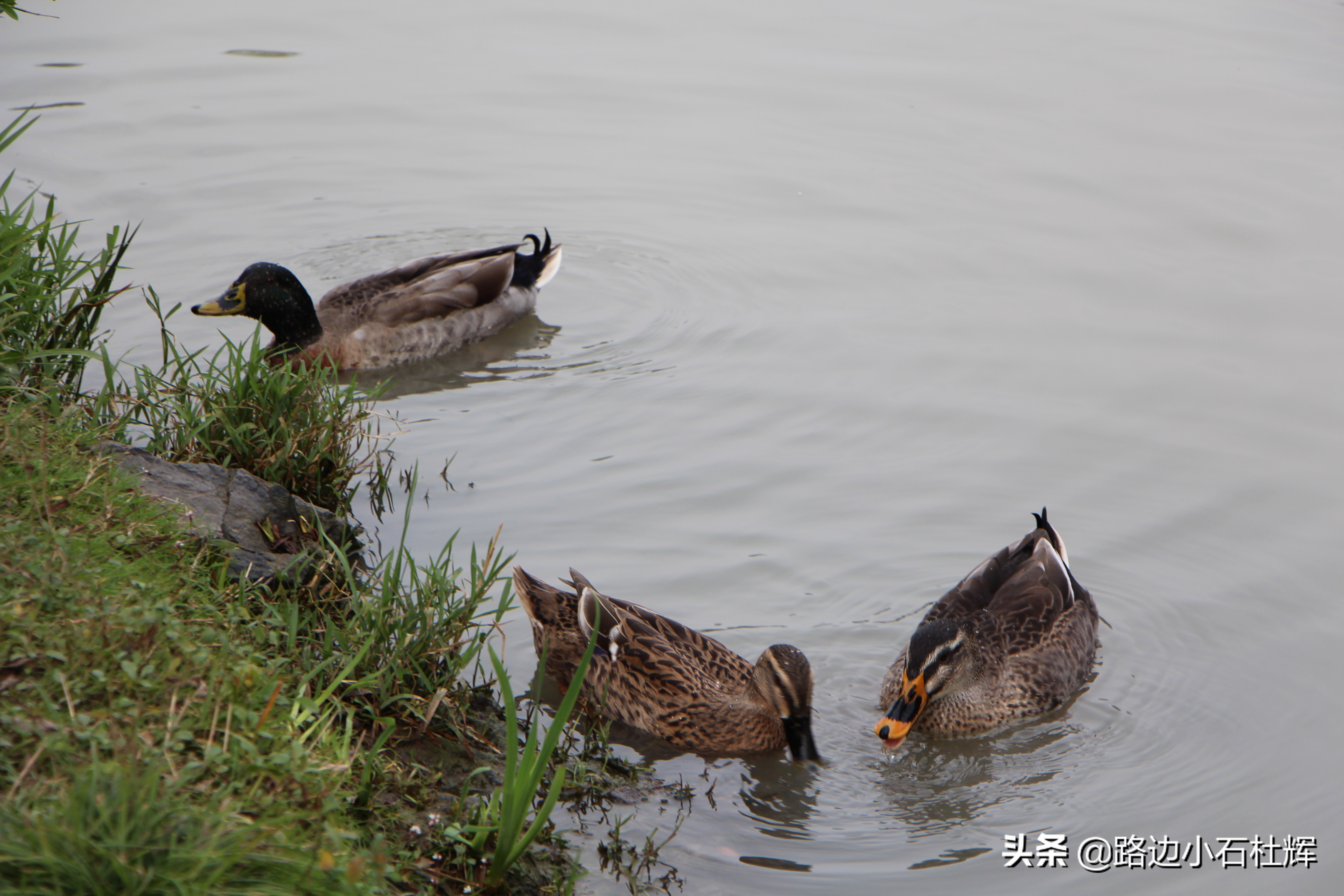 扬州瘦西湖之行,扬州瘦西湖游一圈