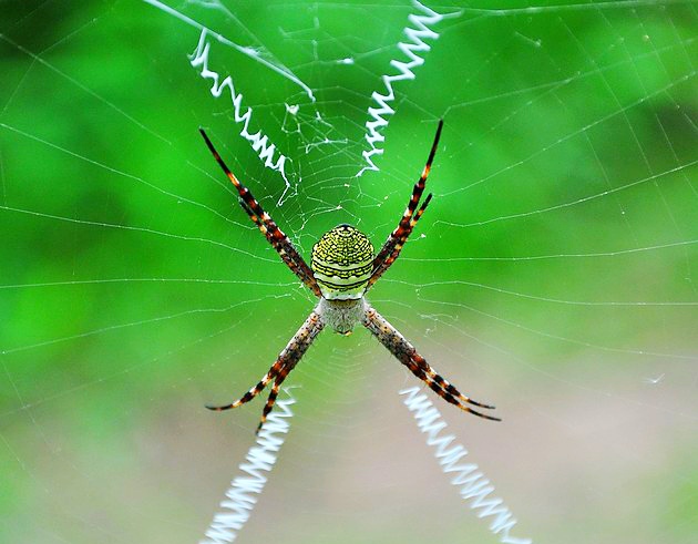 30个关于动物的冷知识,关于动物的冷知识50字
