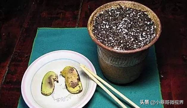 吃完的水果不要扔试试在家就能种,吃完的水果种子