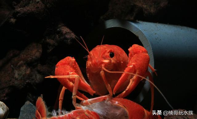 最常见的观赏虾以及饲养知识,观赏虾的饲养与繁殖方法