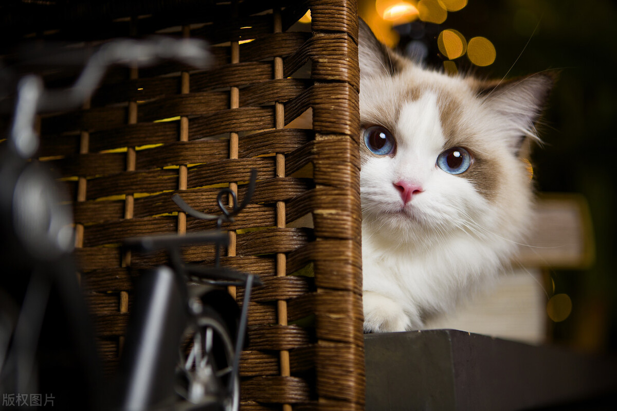 猫咪都是什么血型,各种猫咪的血型一样吗