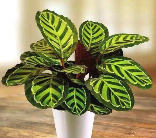 竹芋烂根,猫眼竹芋叶子枯死烂根什么原因