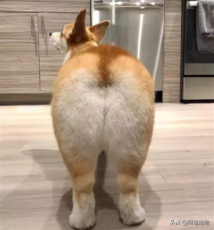 2019柯基国家展,首届柯基