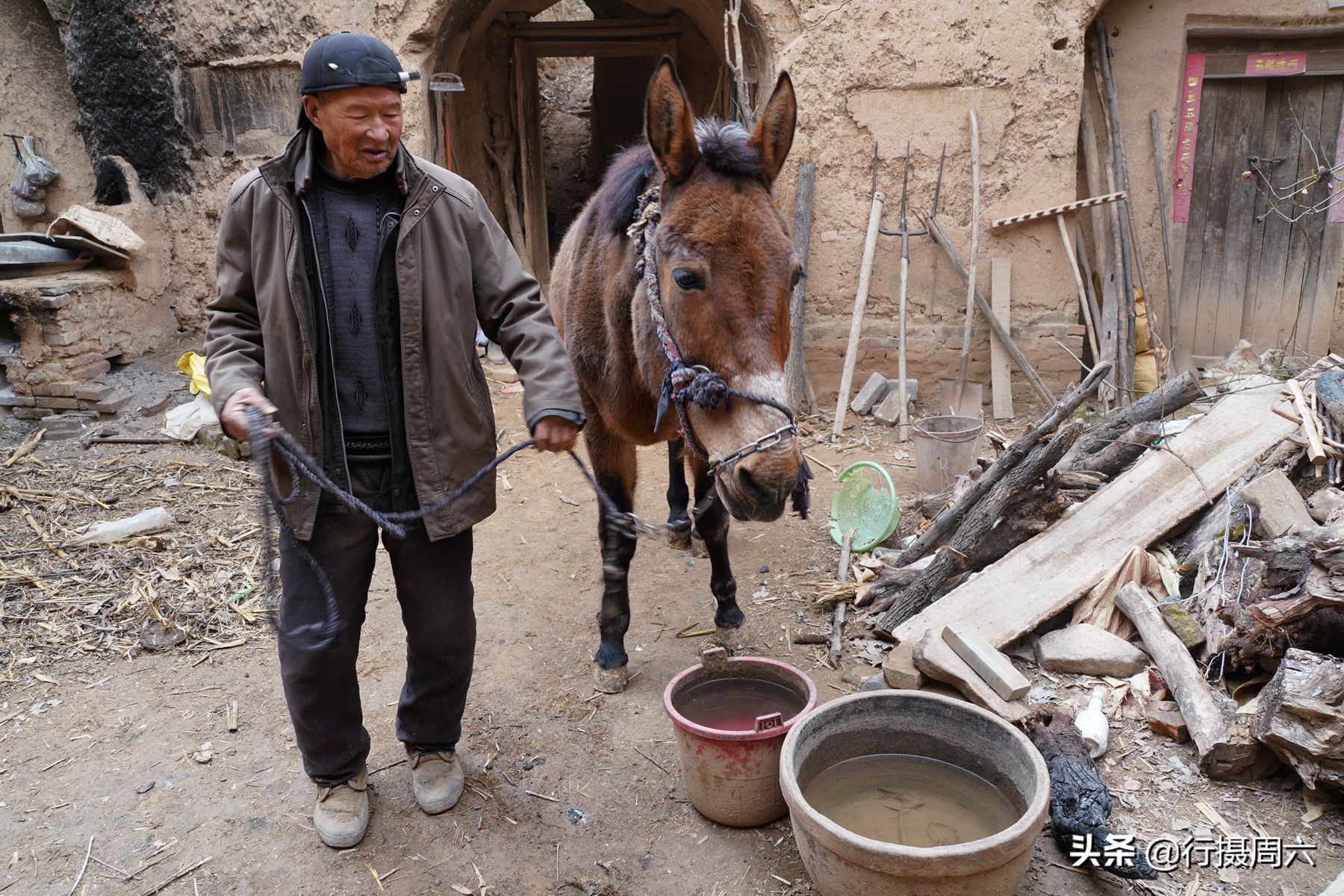 农村老汉养8只狗,农村大爷养小宠物