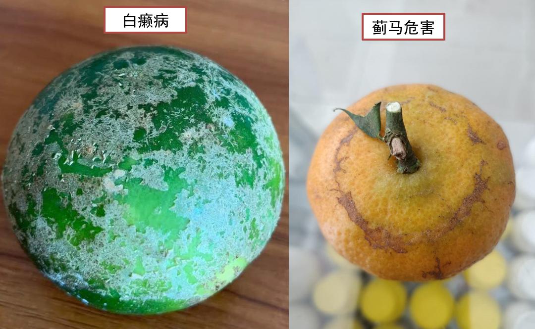 柑橘白癞病阴蔽果园频发，与其他花皮果如何区分？该如何防治？