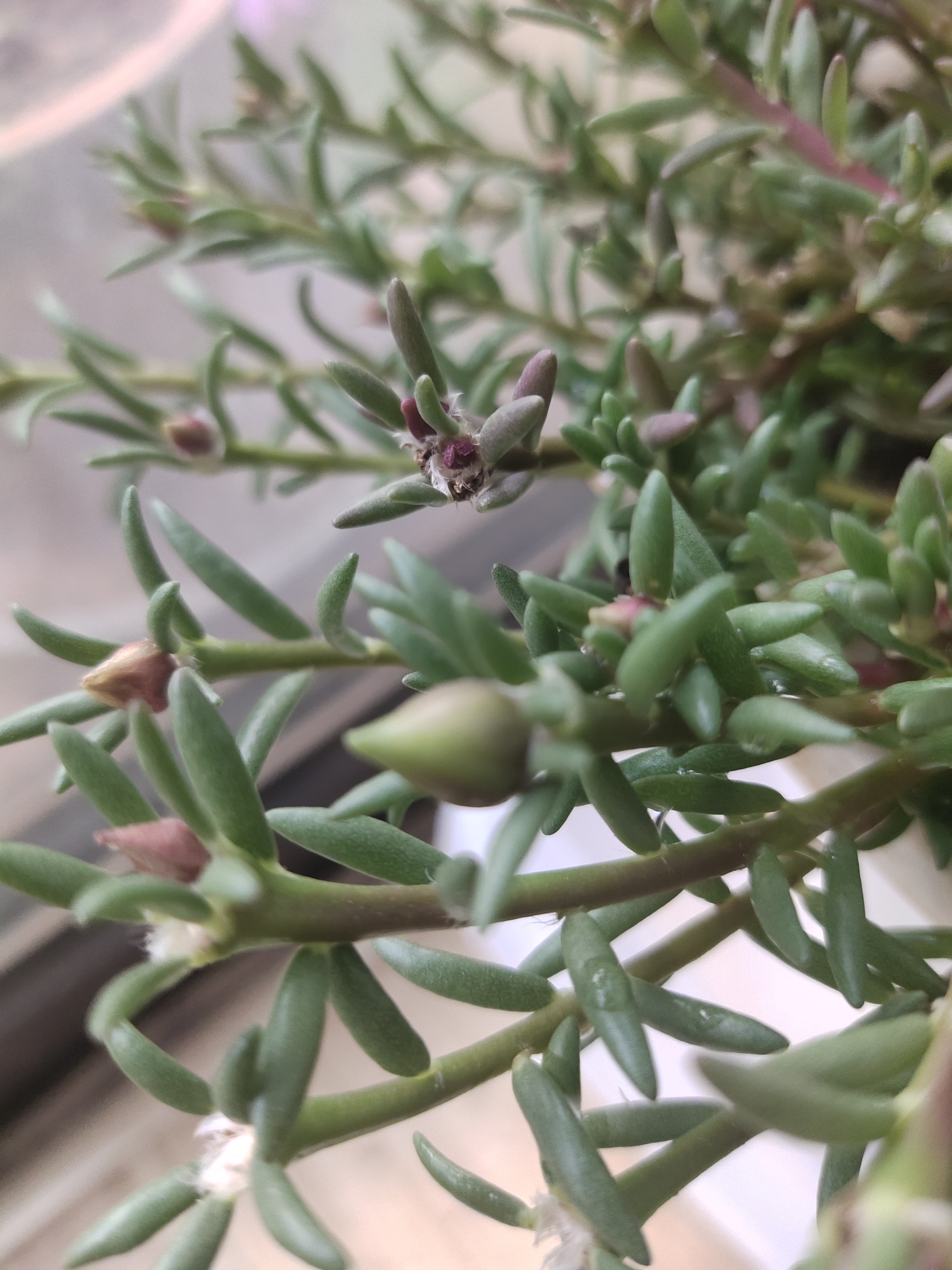 太阳花霜冻过了有什么补救方法,太阳花冻伤还有救吗