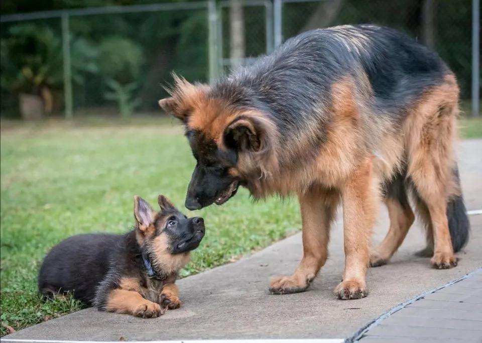 军犬退役后养老,军犬退役后有退伍费吗