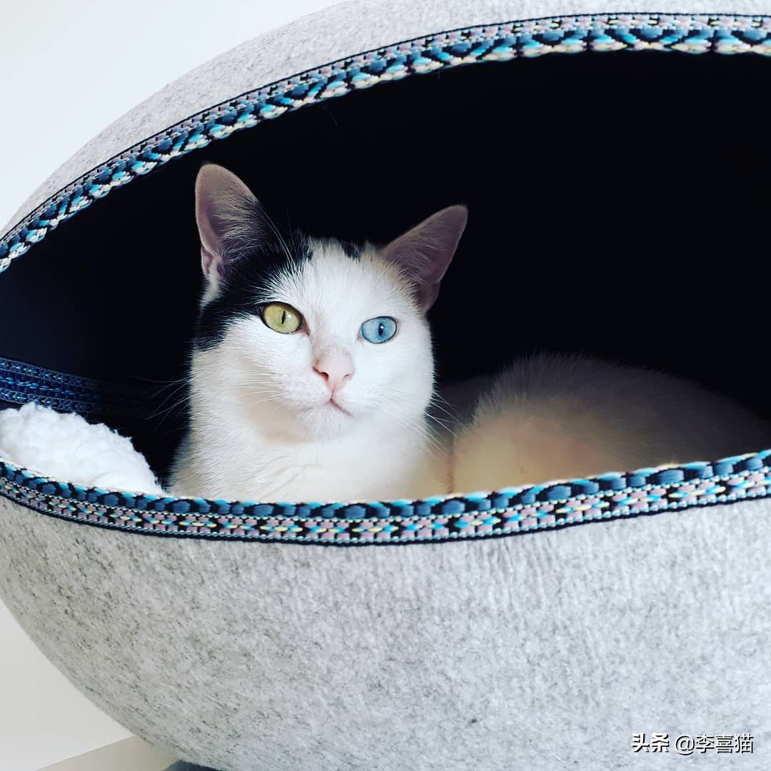 鸳鸯眼的猫咪有多稀有,猫咪为什么单凤眼那么厉害