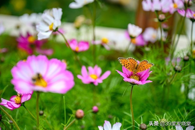 入手尼康z7半年的使用感受怎么样,尼康z7ii专业摄影师实际使用感受