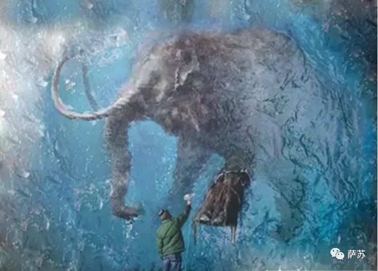 猛犸象灭绝是人类导致的吗,猛犸象灭绝原因的推测有几点