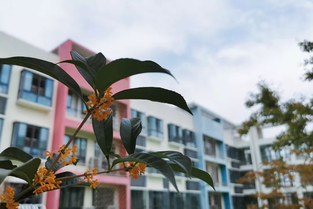 【秋色】一起逛青浦的校园，在书香中邂逅最美的秋