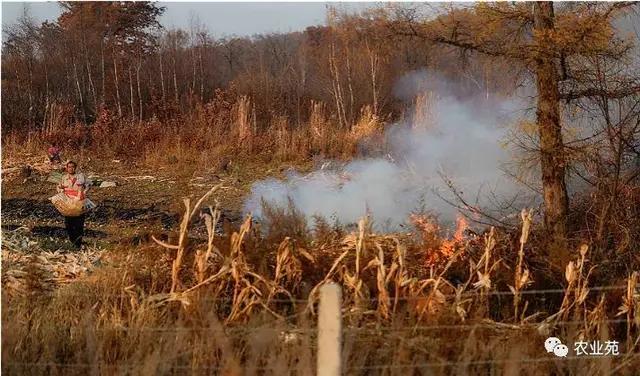 春耕种不下去怎么办,春耕秸秆种不上怎么办