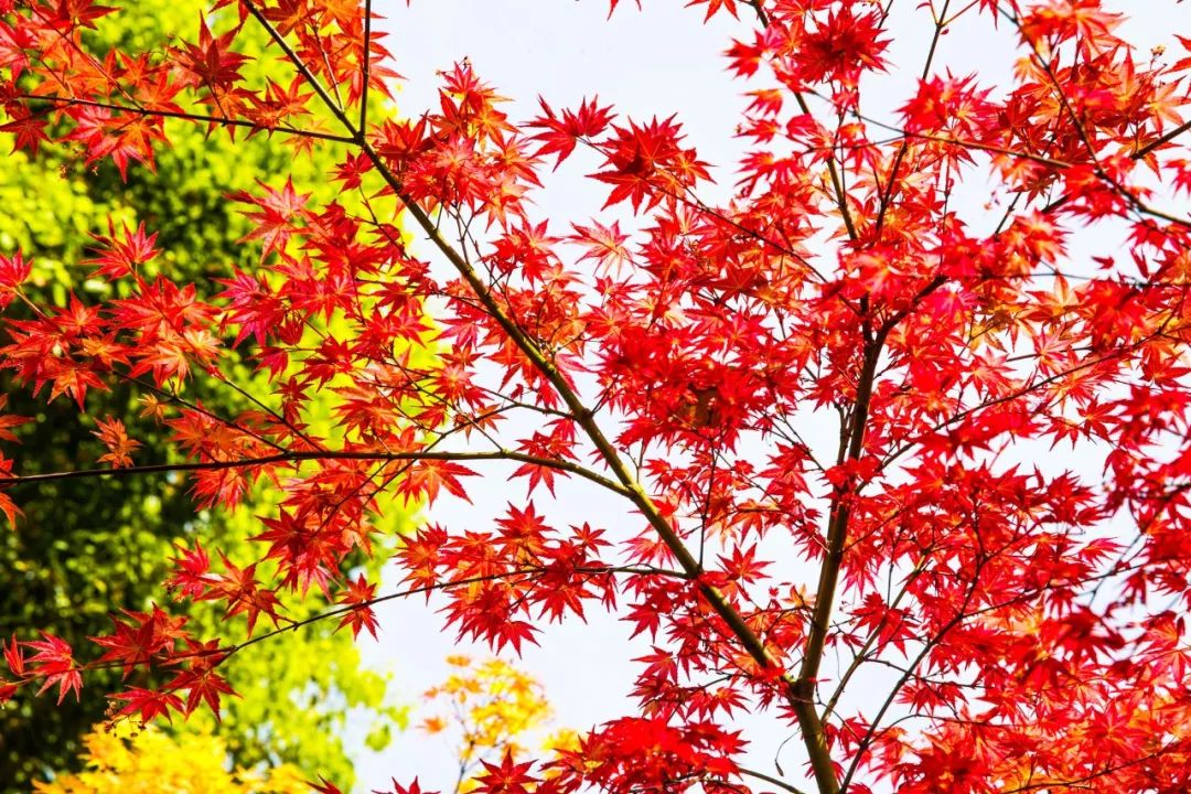 枫叶自驾最美路线,中国最美的枫叶大道