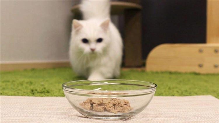 夏日养猫好物,夏日养猫必备物品有哪些