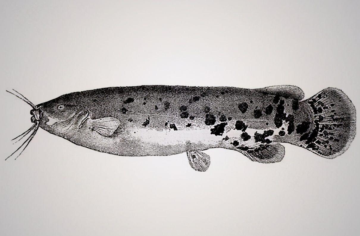 电游三巨头,捕鱼三巨头