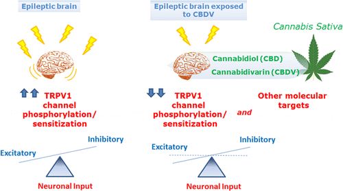 thc与cbd,thc与cbd是否可以互相转换