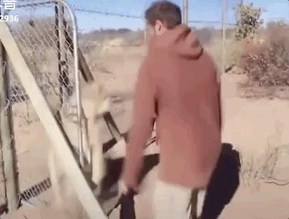 海豚“杰克”在暗礁海域为船只引航41年，爱让我们更懂得善待生命